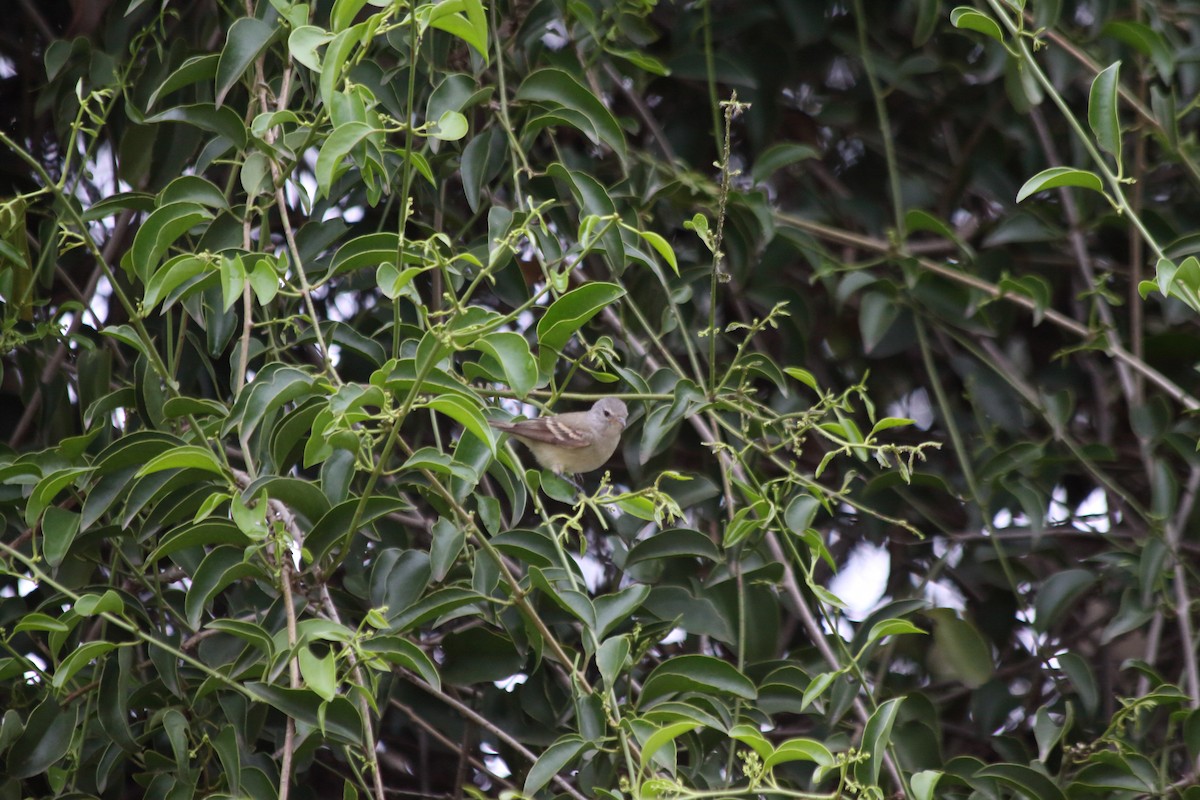 Southern Beardless-Tyrannulet - ML641523660