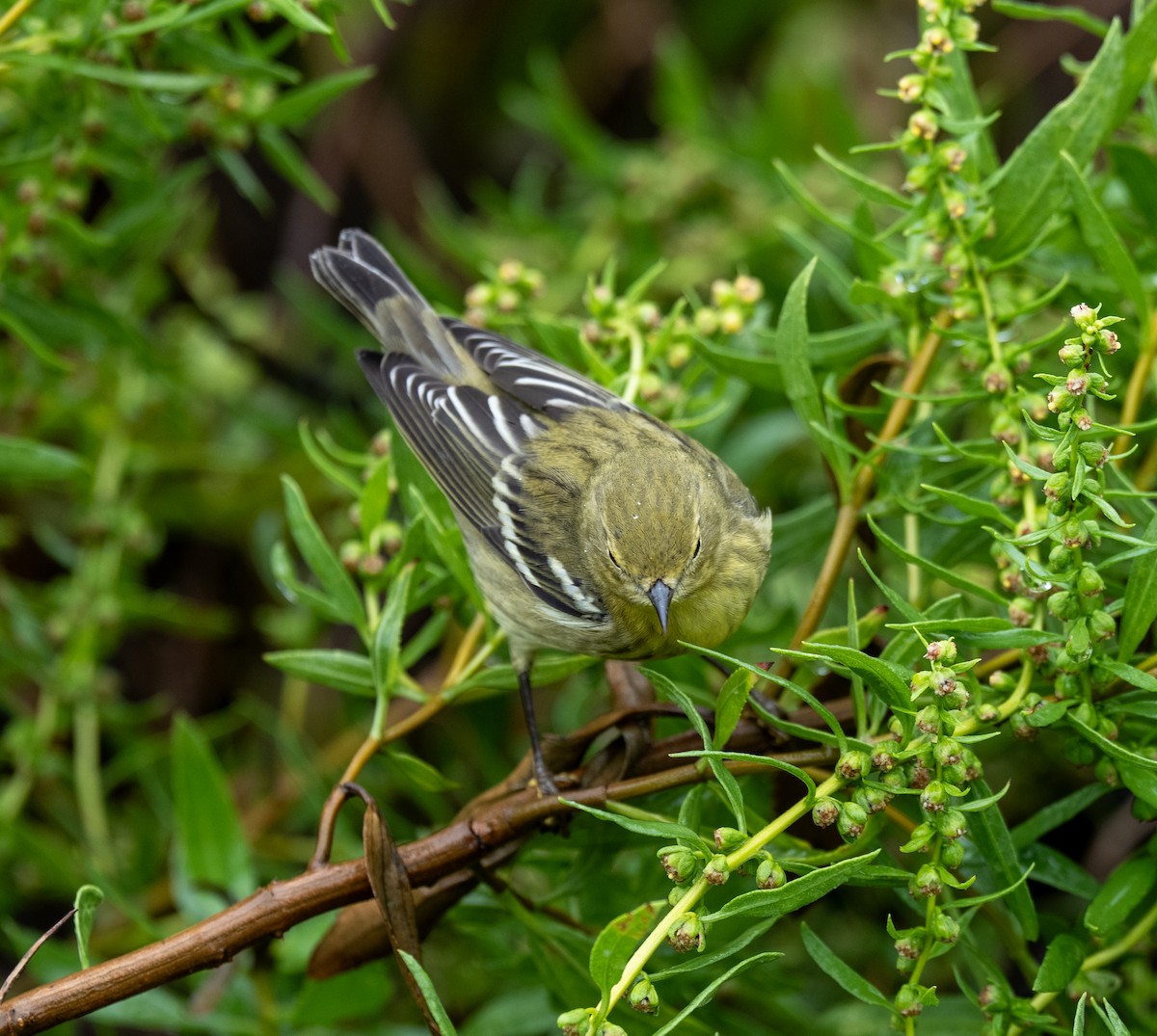 Blackpoll Warbler - ML641523661