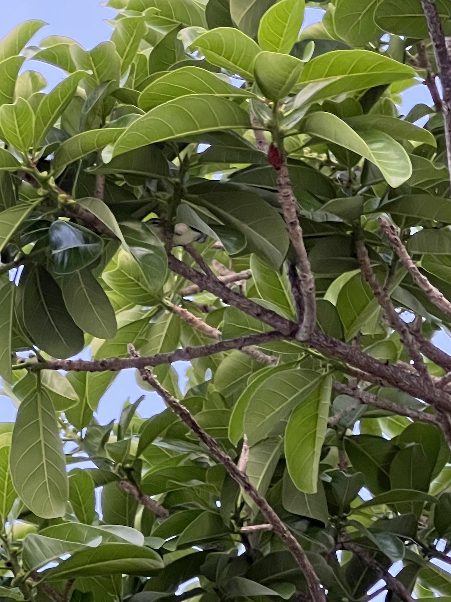 Cerulean Warbler - ML641523668