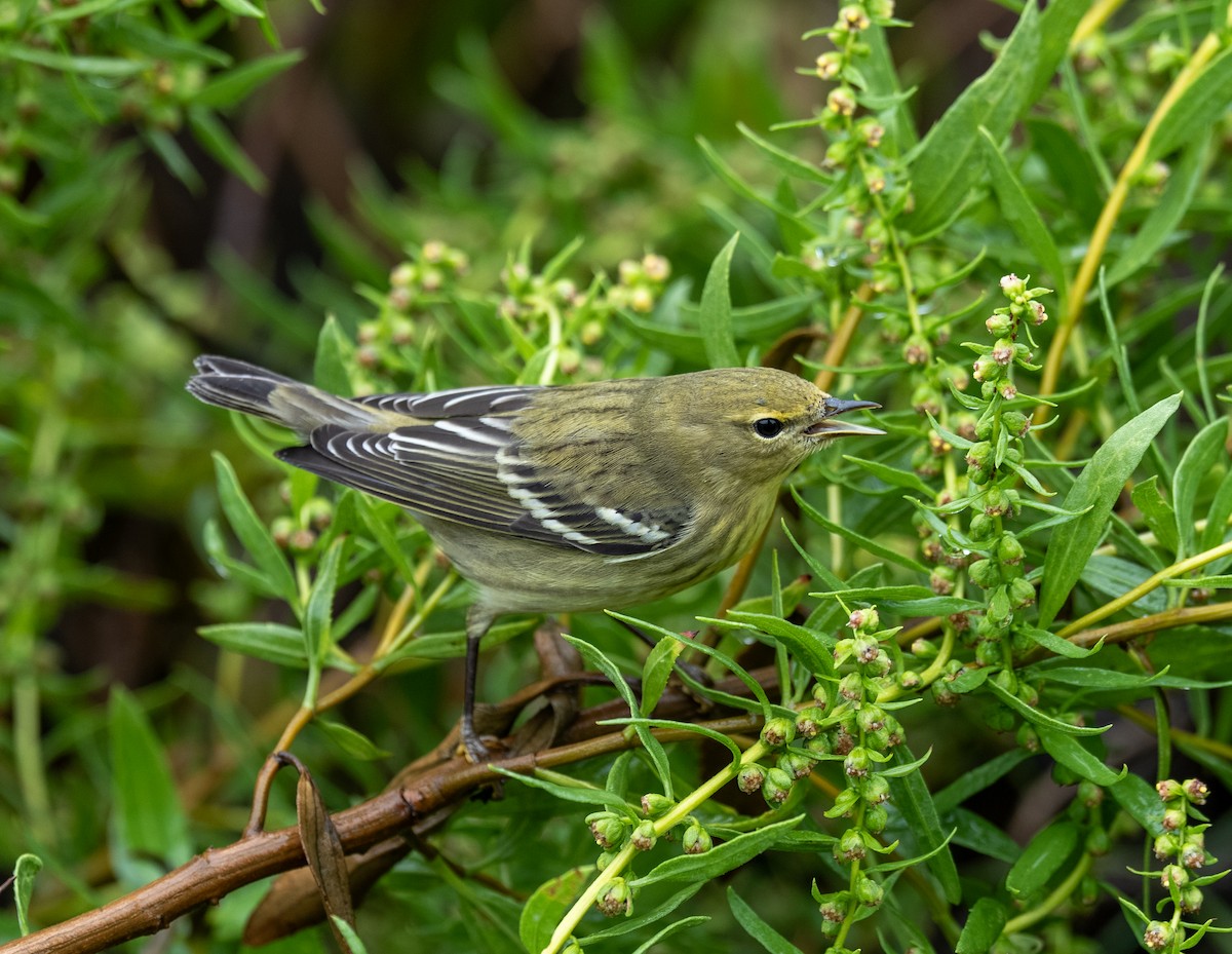Blackpoll Warbler - ML641523669