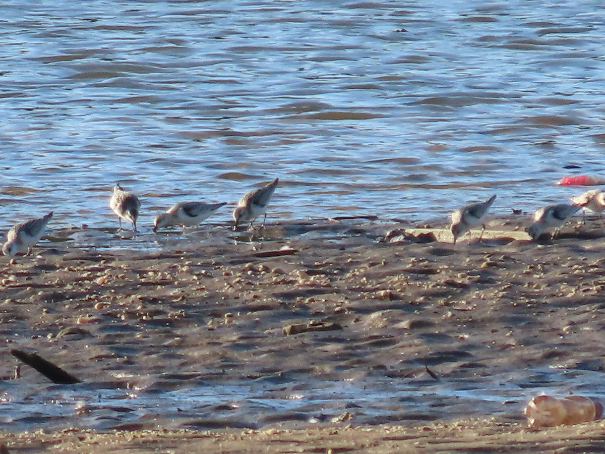 Bécasseau sanderling - ML641523675