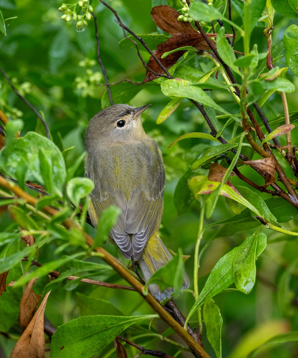 Nashville Warbler - ML641523676