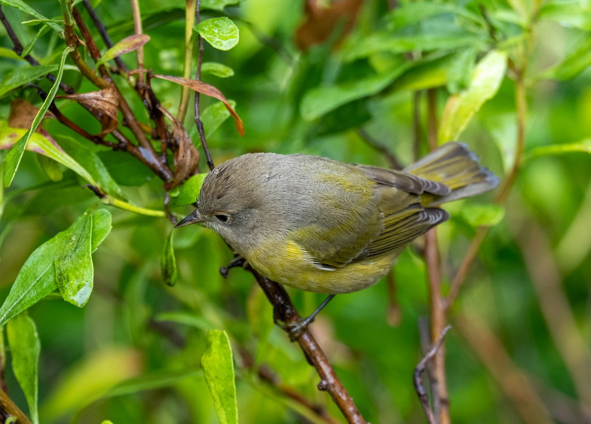 Nashville Warbler - ML641523679