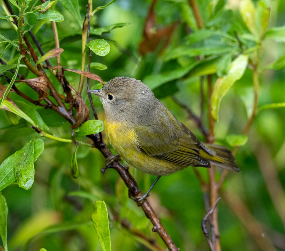 Nashville Warbler - ML641523681