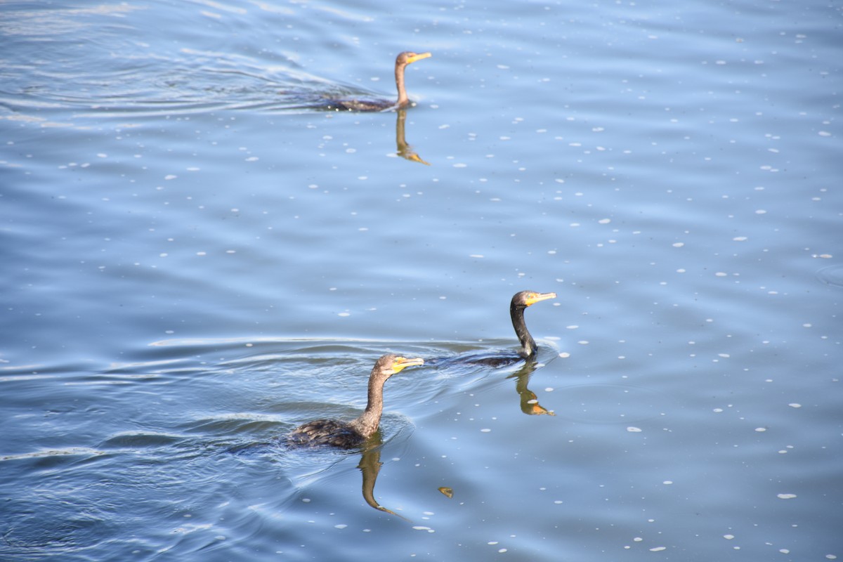 Double-crested Cormorant - ML641523682