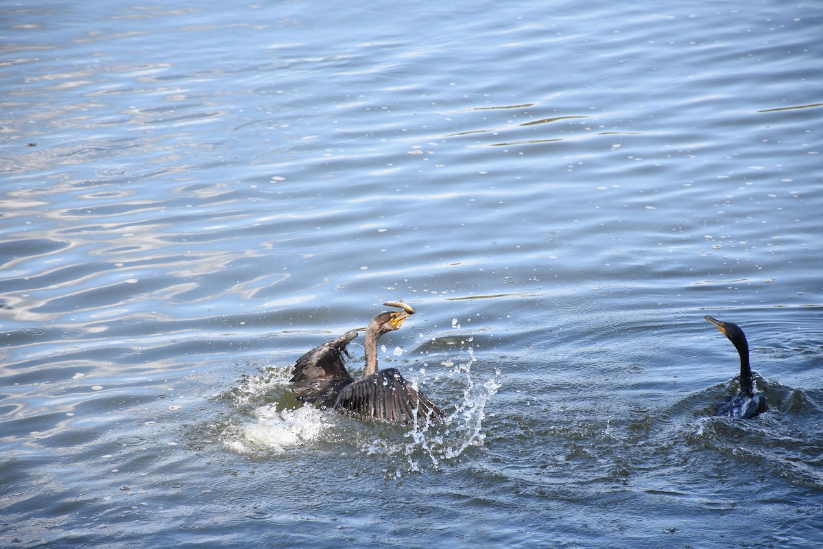 Double-crested Cormorant - ML641523683