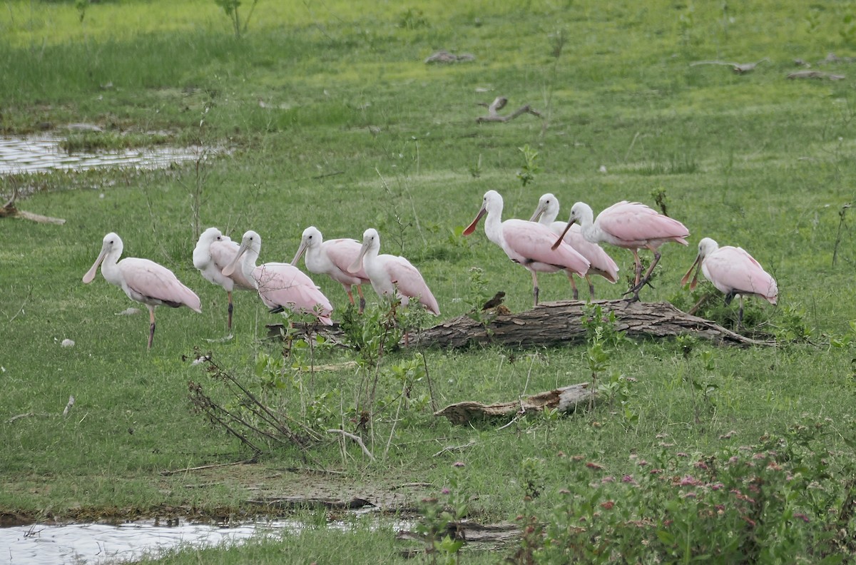 Roseate Spoonbill - ML641523688