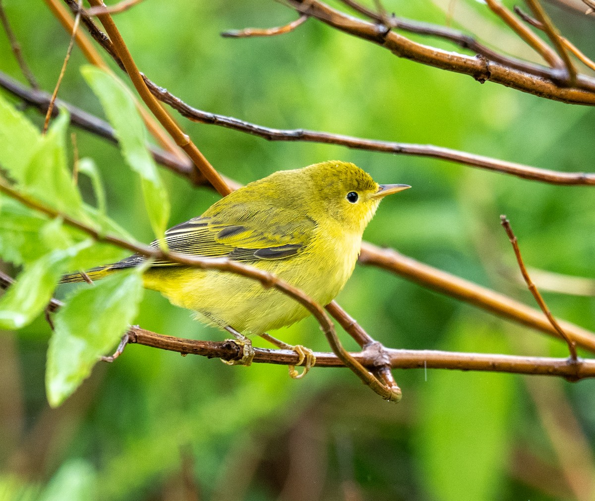 Yellow Warbler - ML641523689