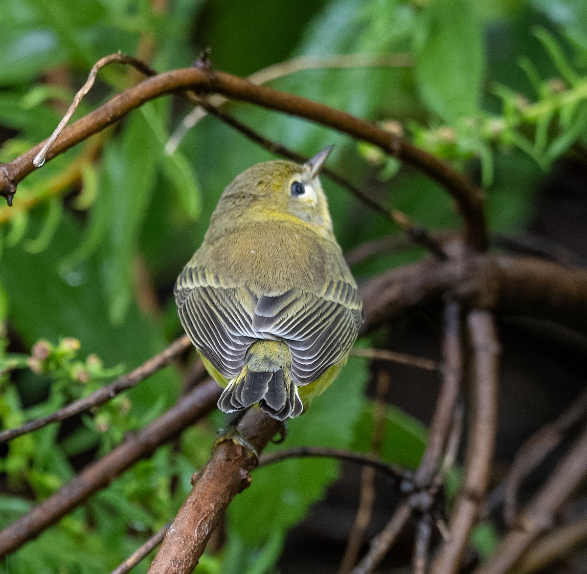 Prairie Warbler - ML641523706