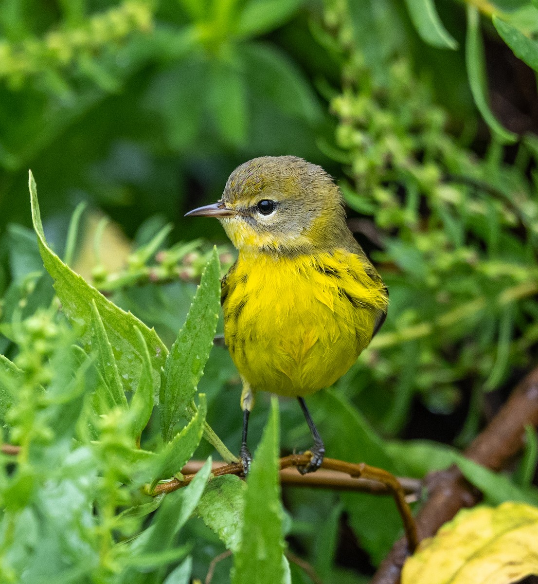Prairie Warbler - ML641523741