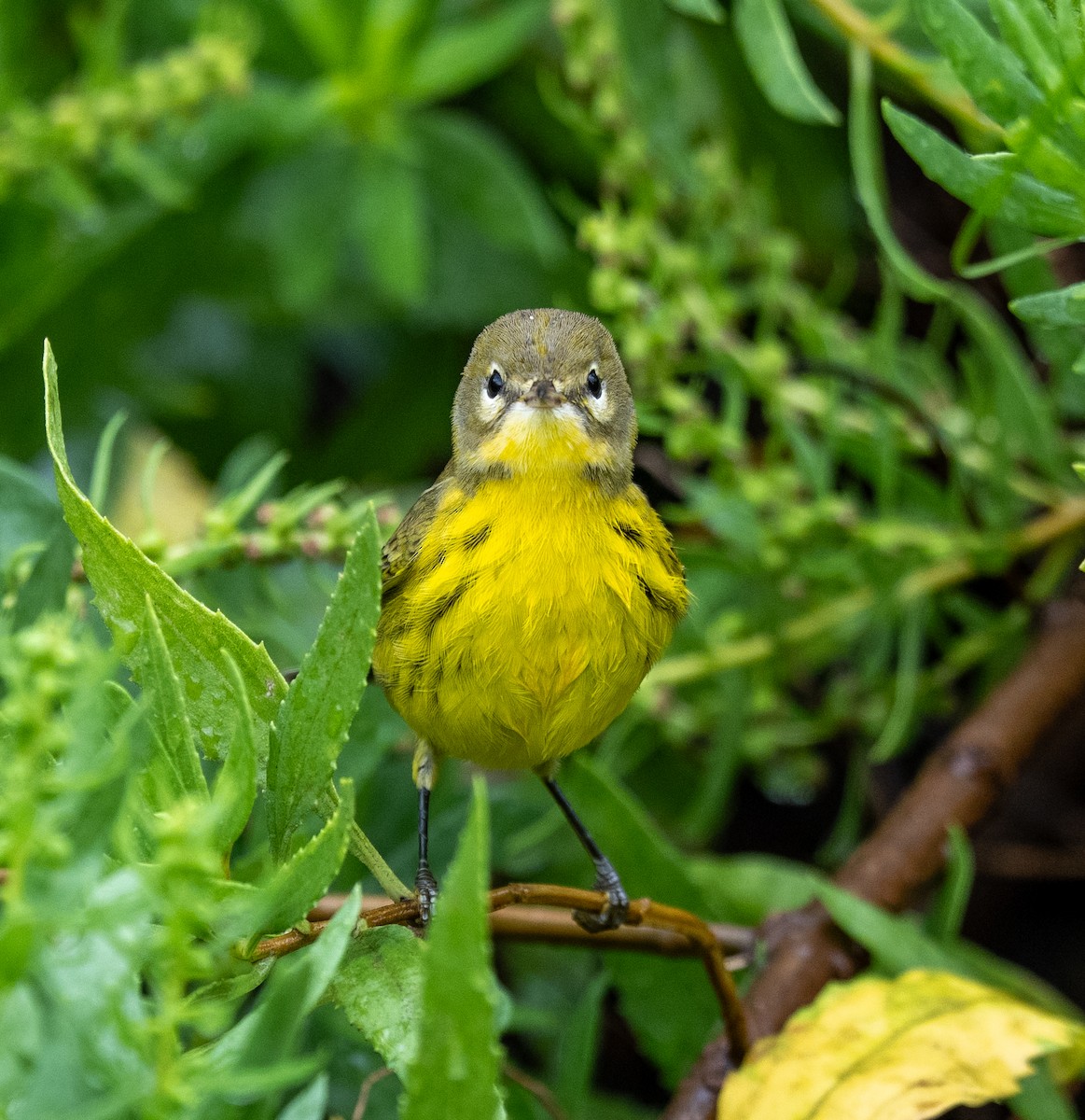 Prairie Warbler - ML641523744
