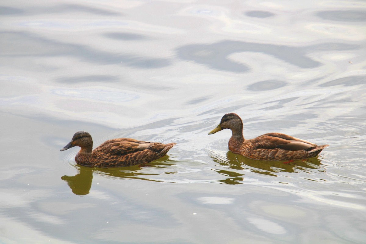 Mallard x American Black Duck (hybrid) - ML641523774