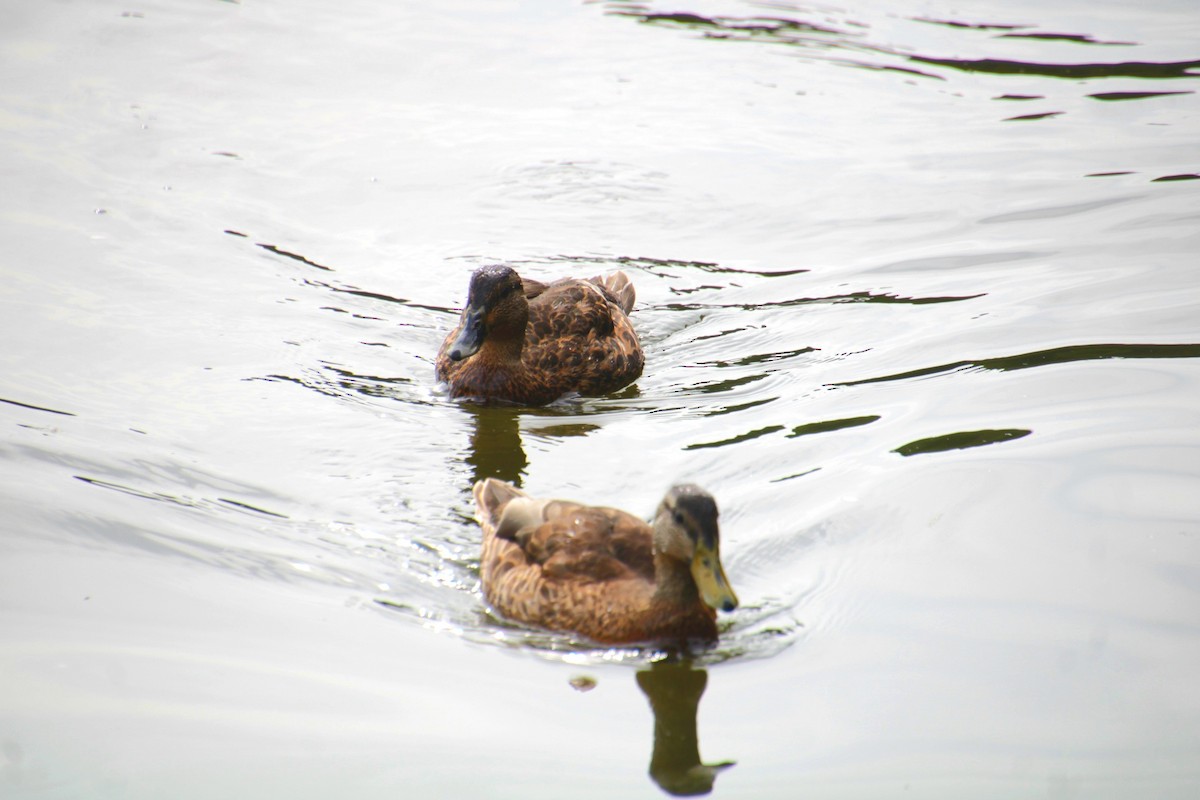 Mallard x American Black Duck (hybrid) - ML641523775