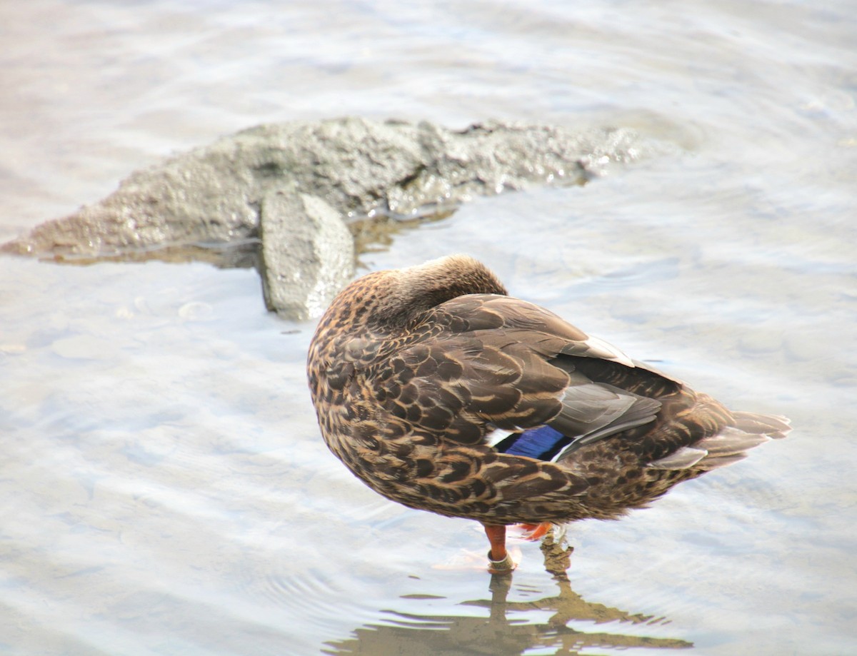 Mallard x American Black Duck (hybrid) - ML641523776