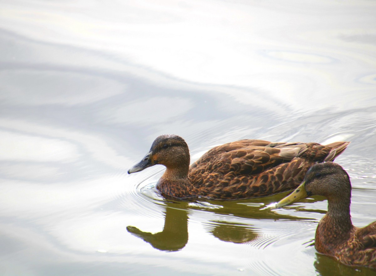 Mallard x American Black Duck (hybrid) - ML641523777