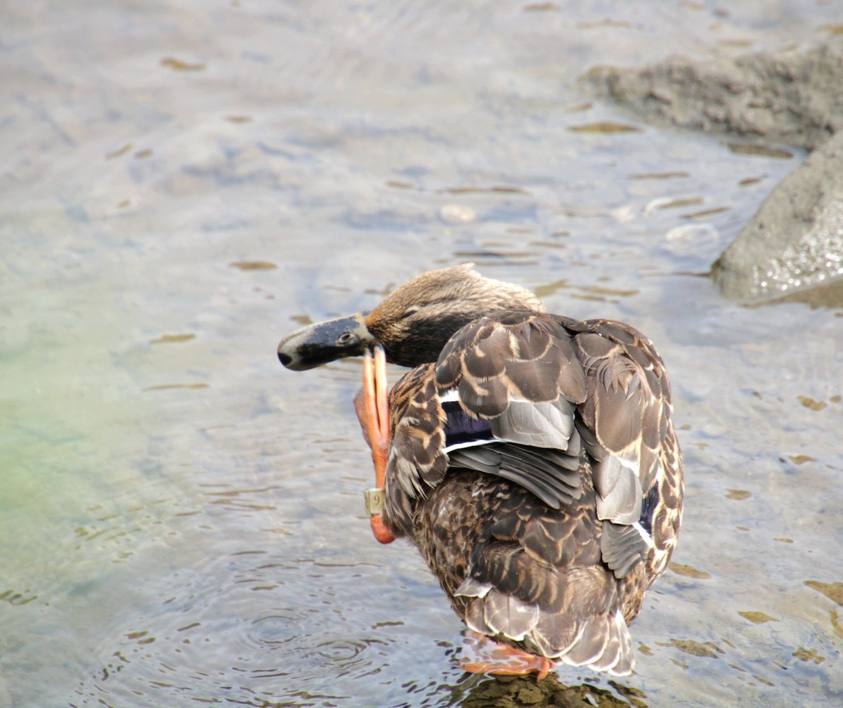 Mallard x American Black Duck (hybrid) - ML641523778