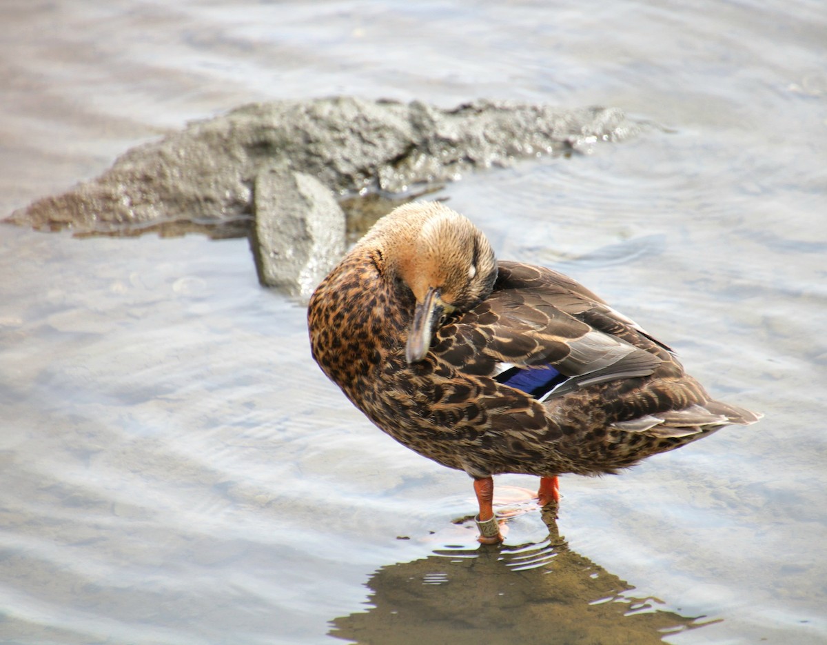 Mallard x American Black Duck (hybrid) - ML641523779