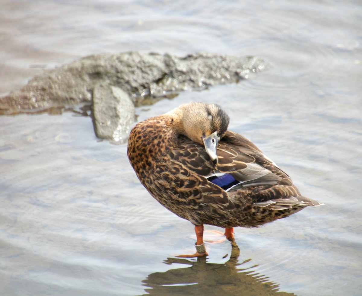 Mallard x American Black Duck (hybrid) - ML641523780