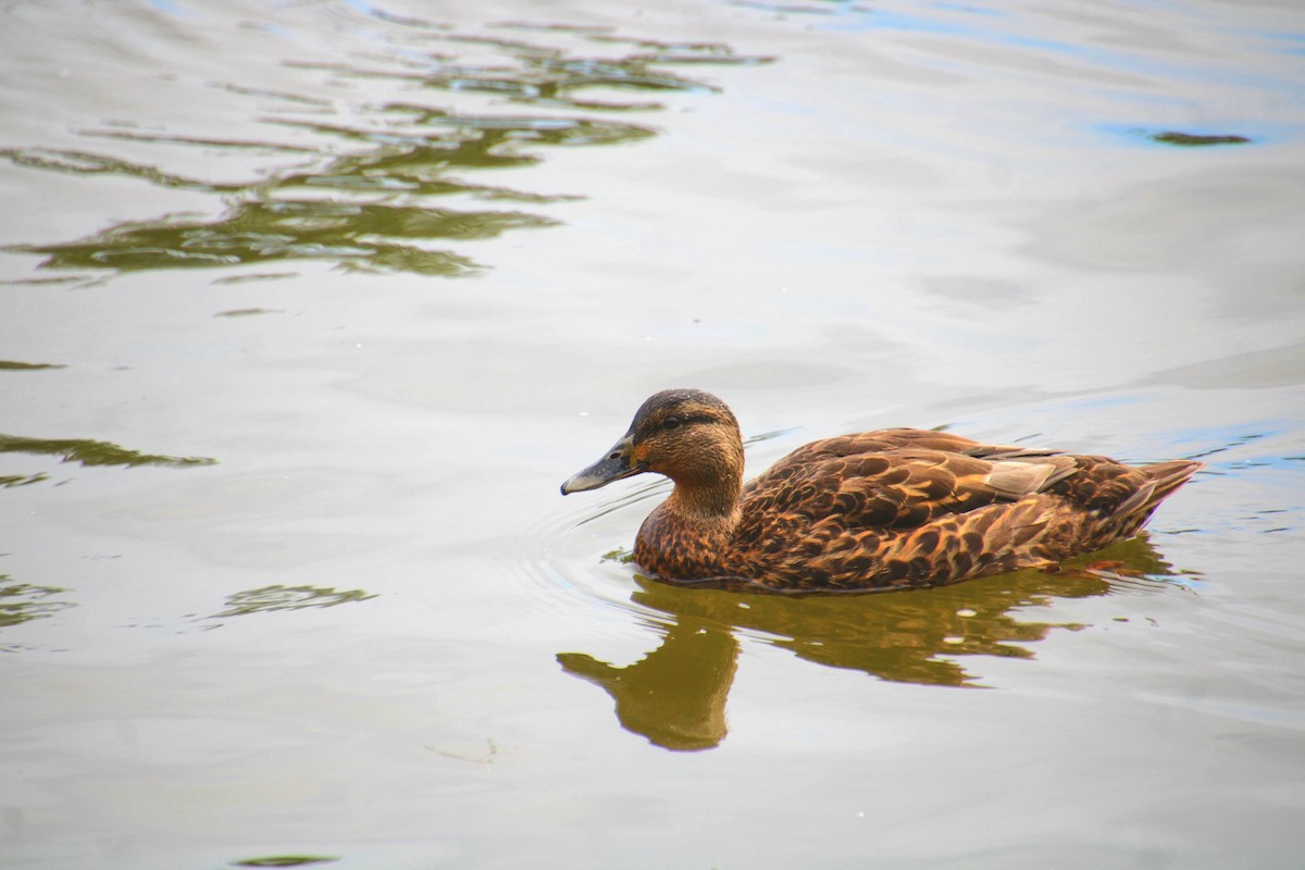 Mallard x American Black Duck (hybrid) - ML641523781