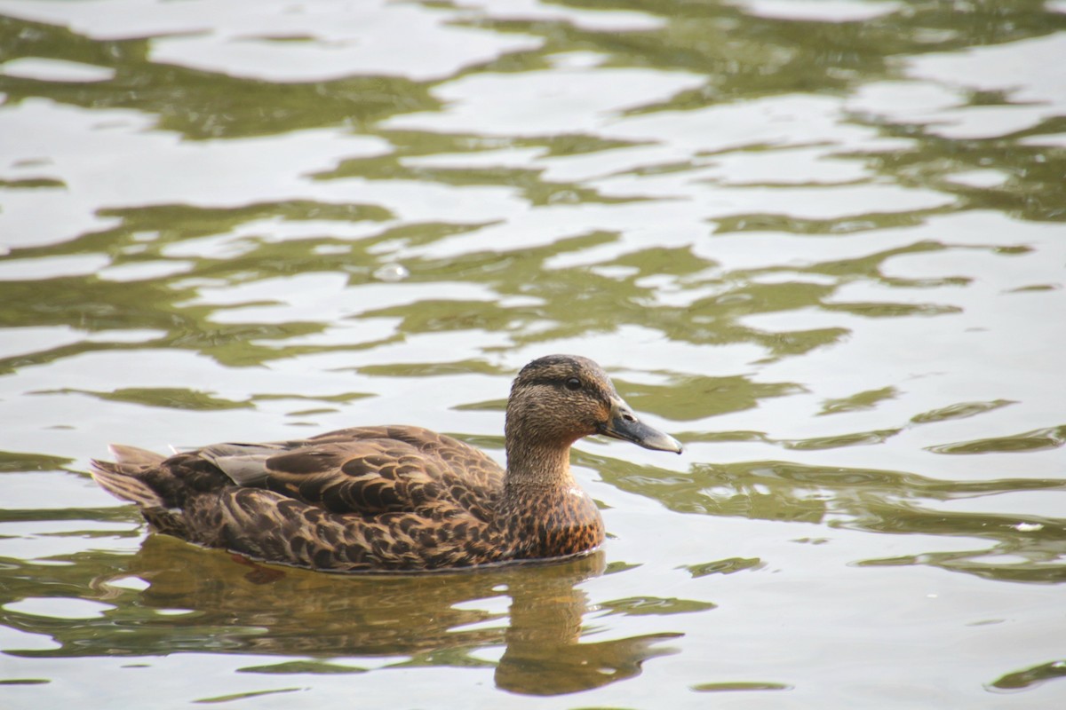 Mallard x American Black Duck (hybrid) - ML641523782