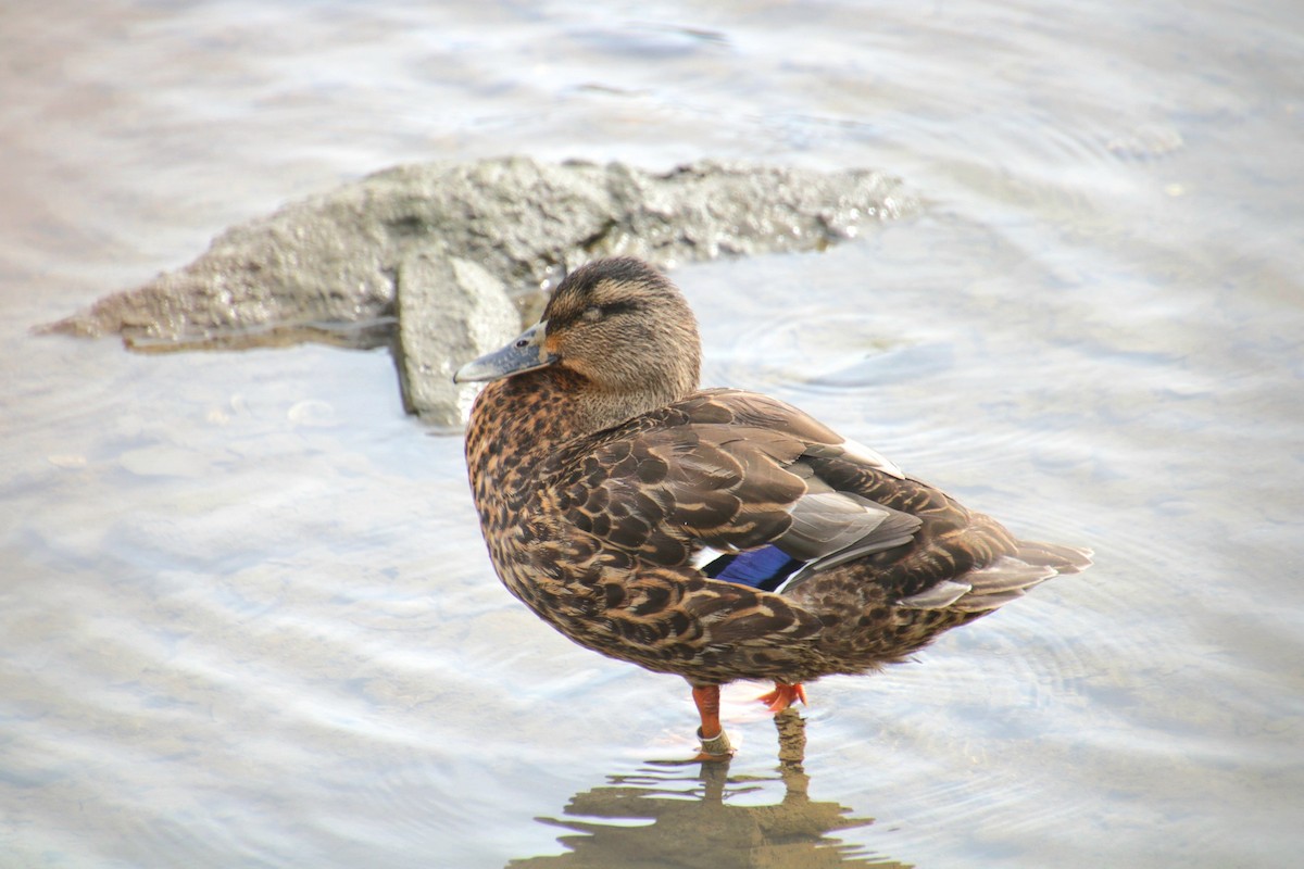 Mallard x American Black Duck (hybrid) - ML641523783