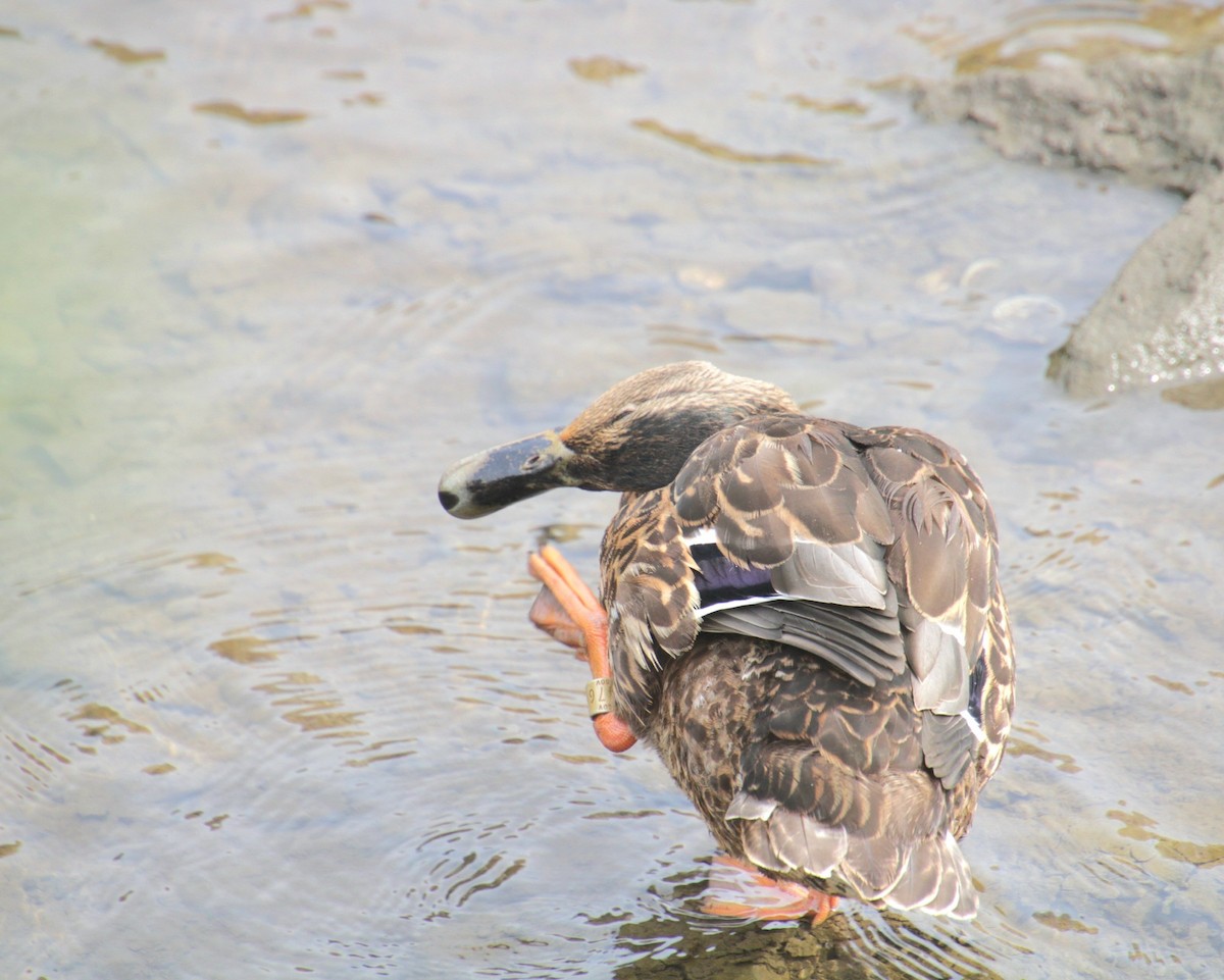 Mallard x American Black Duck (hybrid) - ML641523784