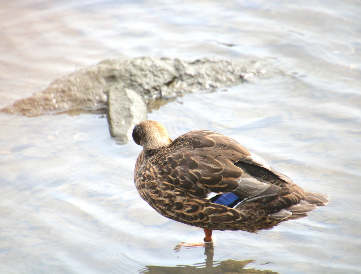 Mallard x American Black Duck (hybrid) - ML641523785
