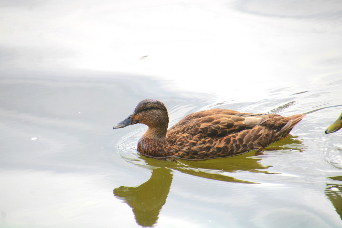 Mallard x American Black Duck (hybrid) - ML641523786