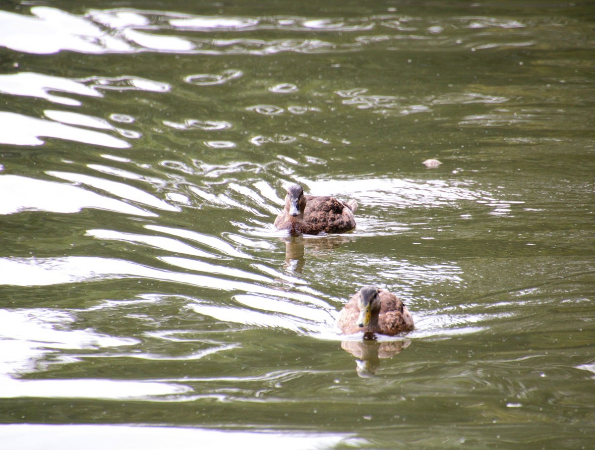 Mallard x American Black Duck (hybrid) - ML641523787