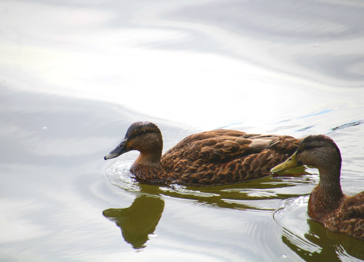Mallard x American Black Duck (hybrid) - ML641523788