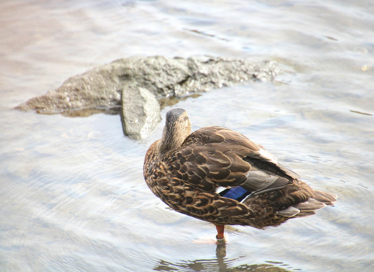 Mallard x American Black Duck (hybrid) - ML641523789