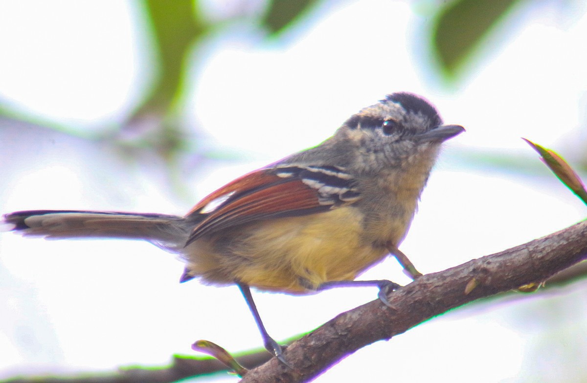 Rufous-margined Antwren - ML641523806