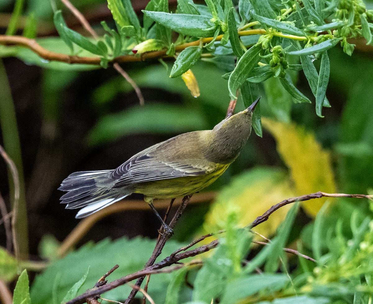 Prairie Warbler - ML641523813