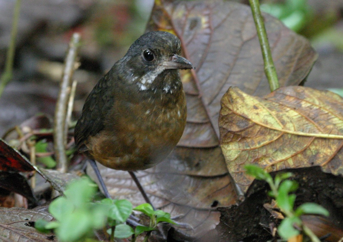 Moustached Antpitta - ML641523818