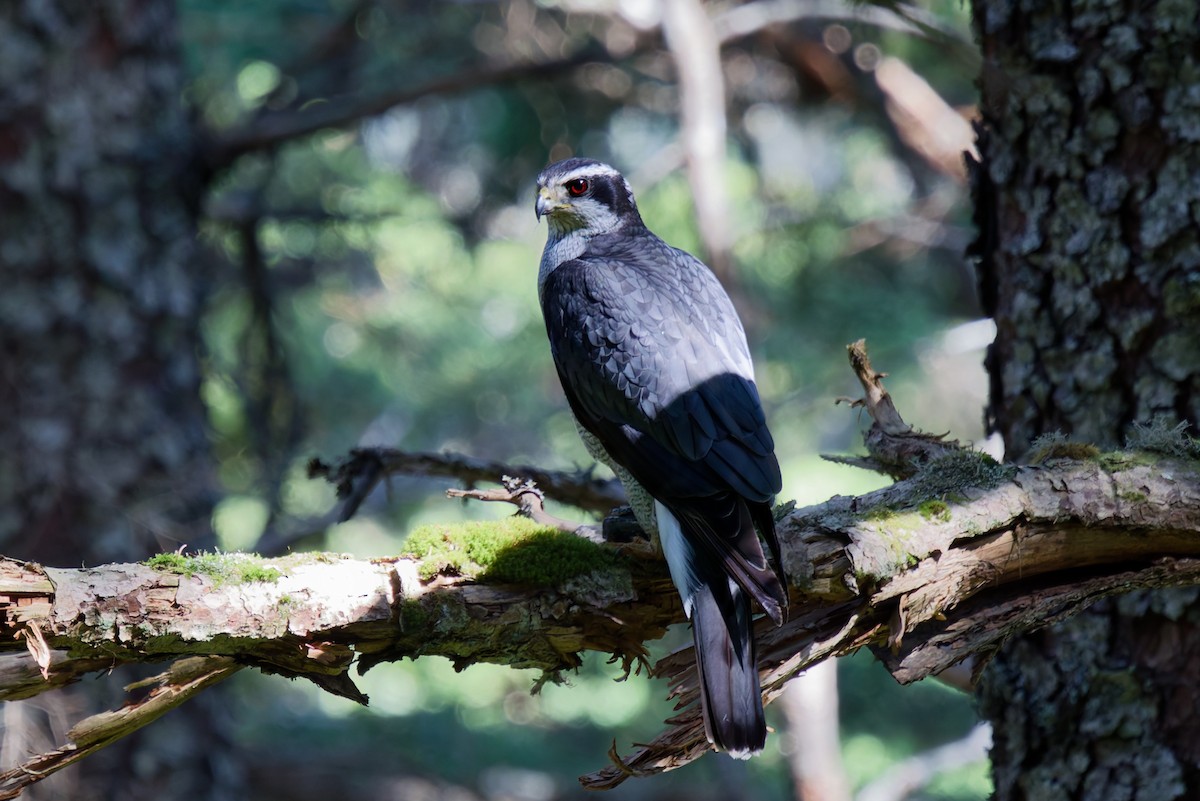 American Goshawk - ML641523827