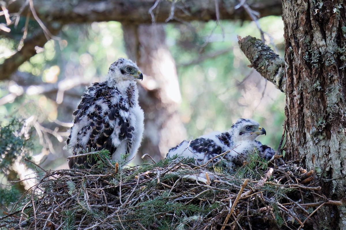 American Goshawk - ML641523828