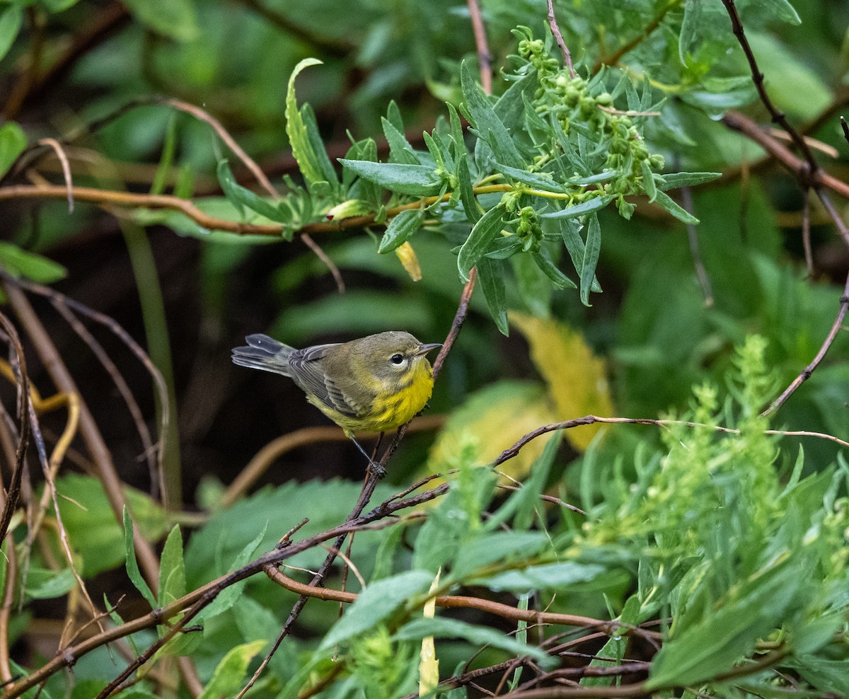 Prairie Warbler - ML641523830