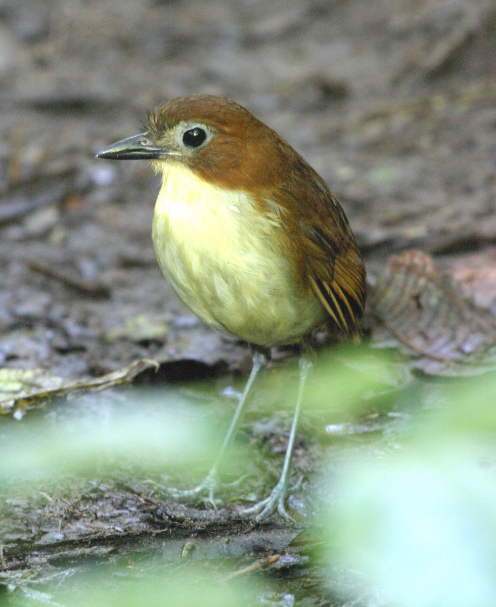 Yellow-breasted Antpitta - ML641523834