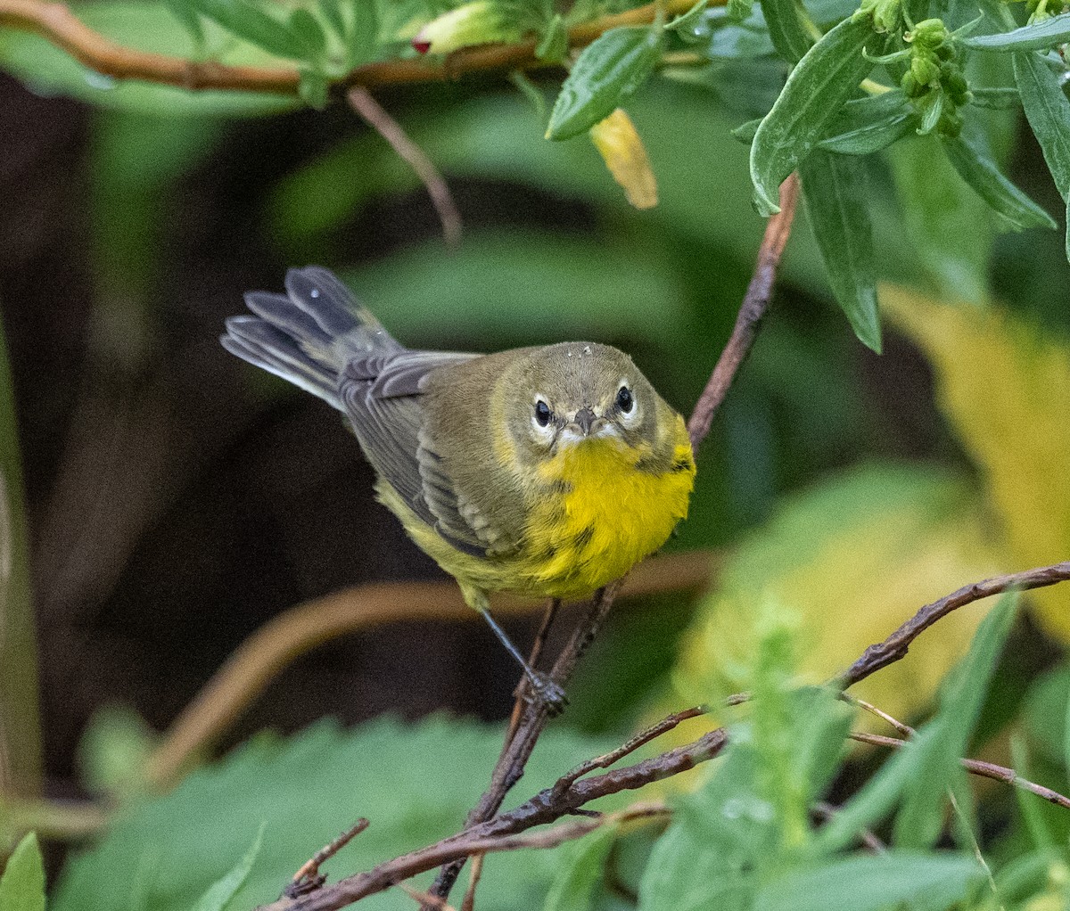 Prairie Warbler - ML641523837