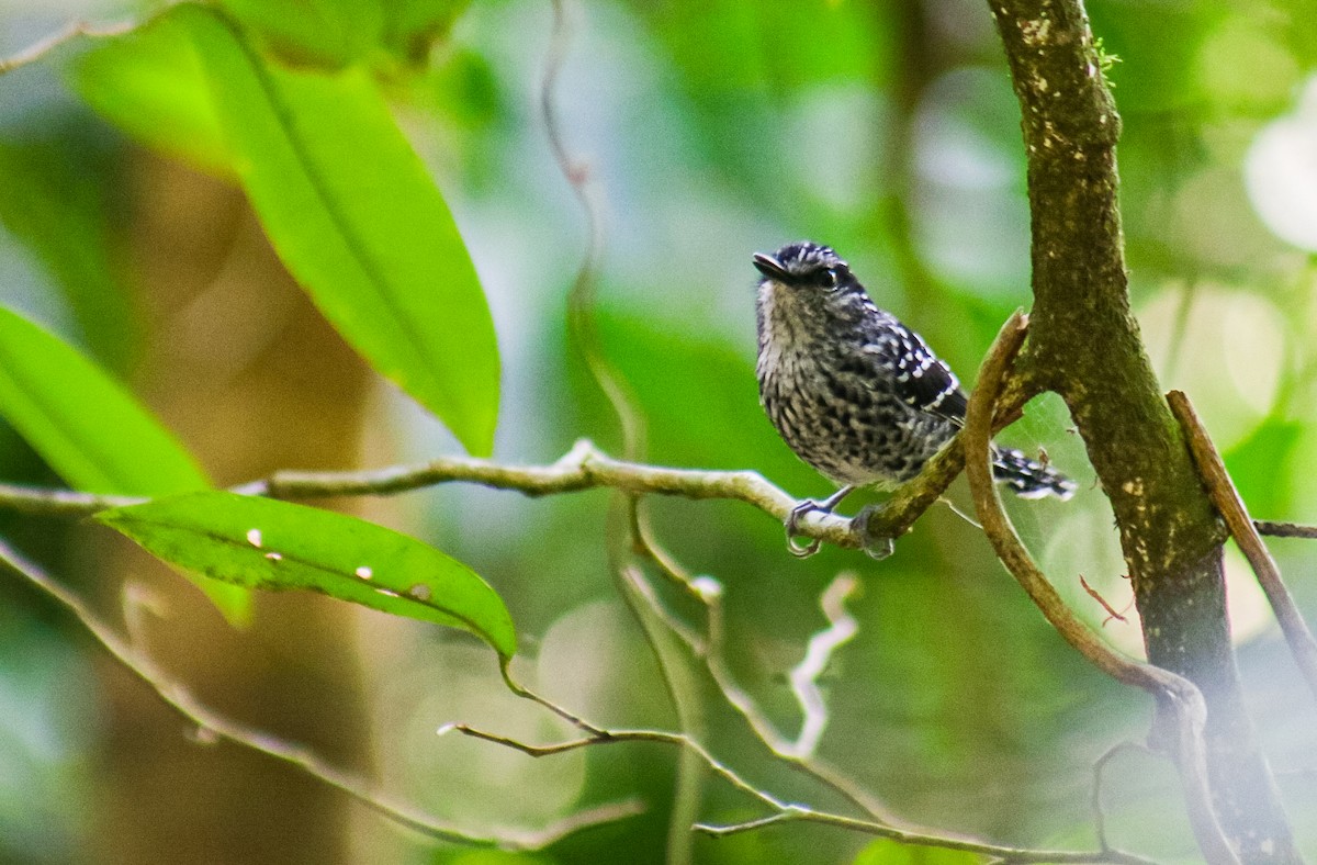 Scaled Antbird - ML641523838