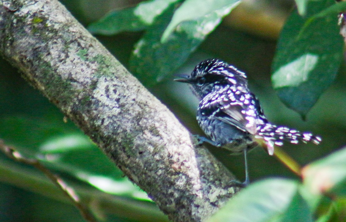 Scaled Antbird - ML641523839