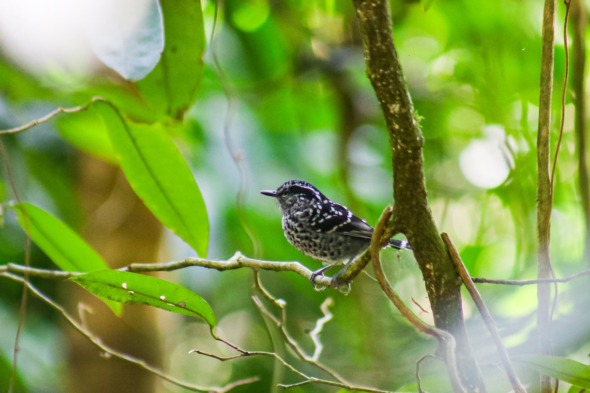 Scaled Antbird - ML641523840