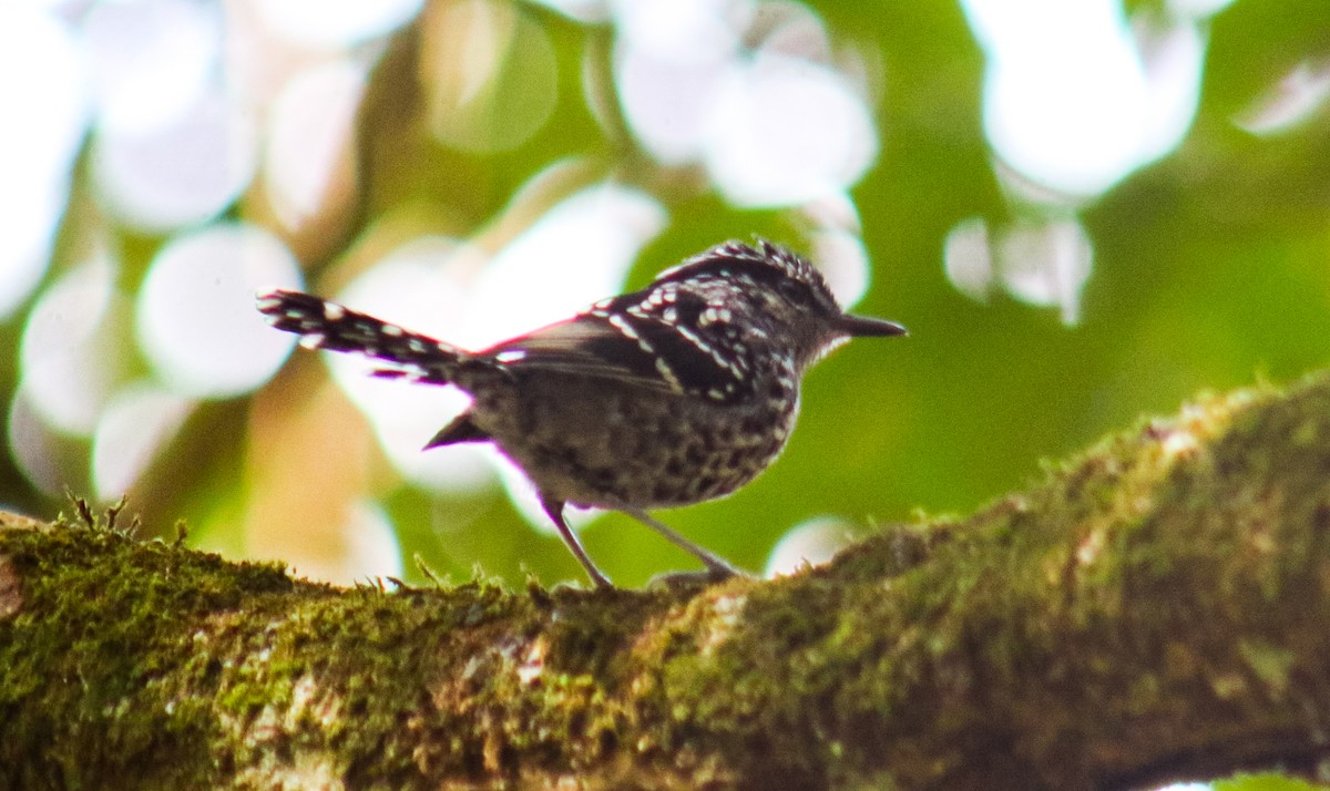 Scaled Antbird - ML641523841