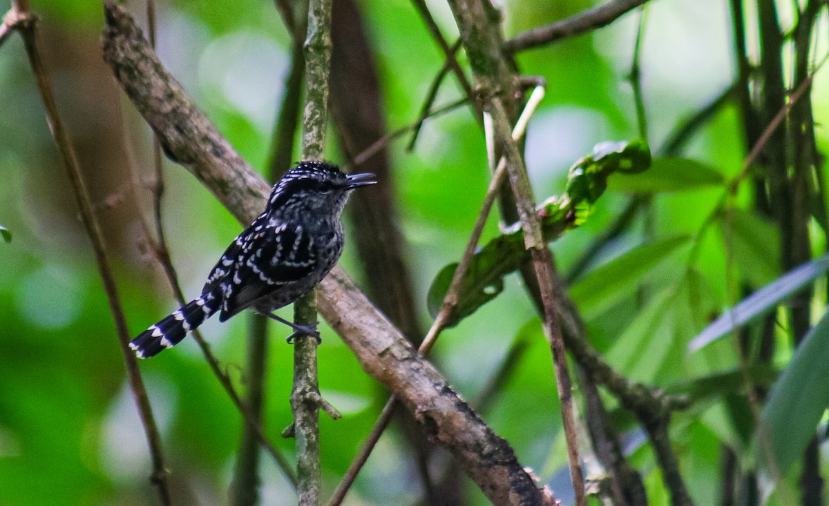 Scaled Antbird - ML641523842