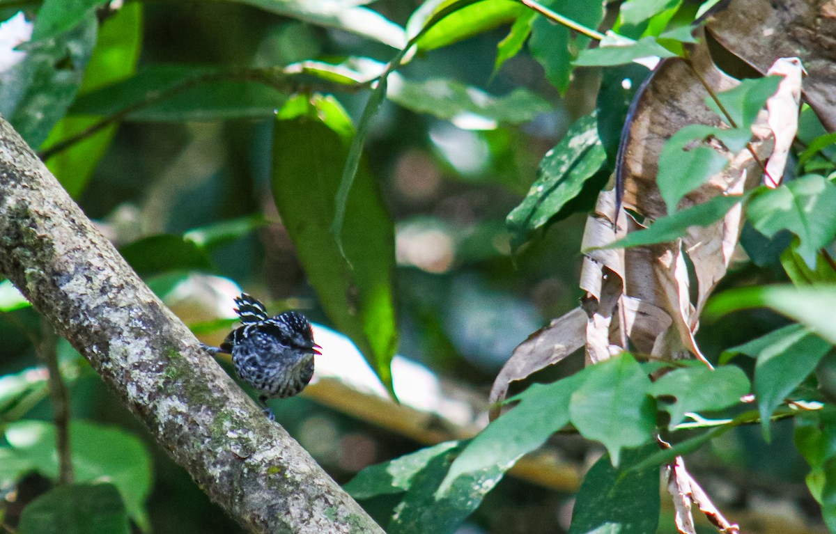 Scaled Antbird - ML641523843