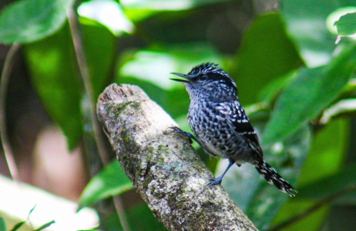 Scaled Antbird - ML641523844