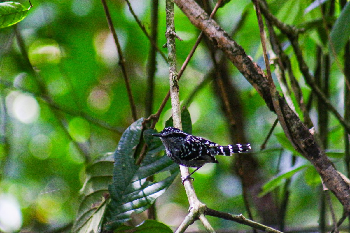 Scaled Antbird - ML641523845