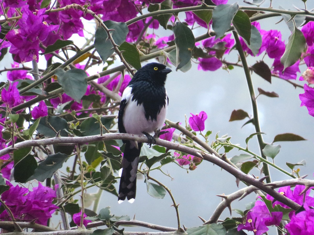 Magpie Tanager - ML641523846