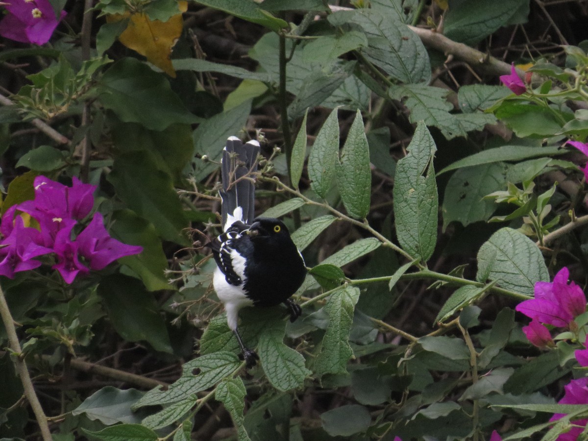 Magpie Tanager - ML641523856
