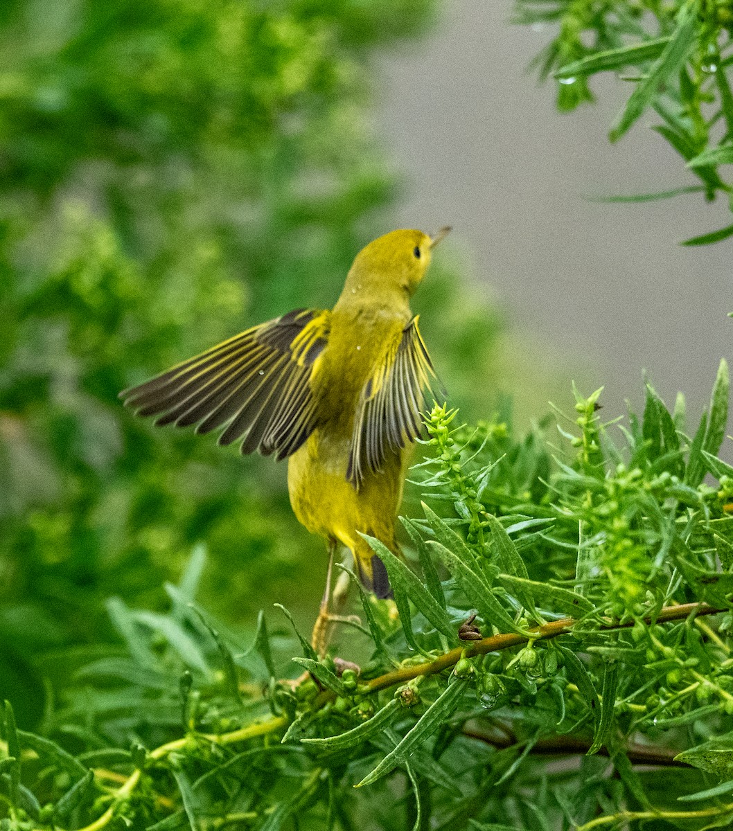 Yellow Warbler - ML641523858